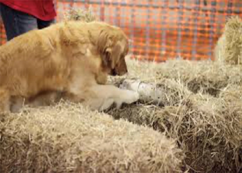 Barnhuntlarge.webp
